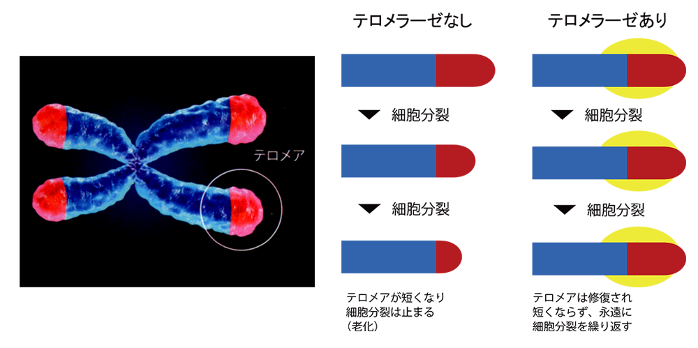 テロメラーゼについて